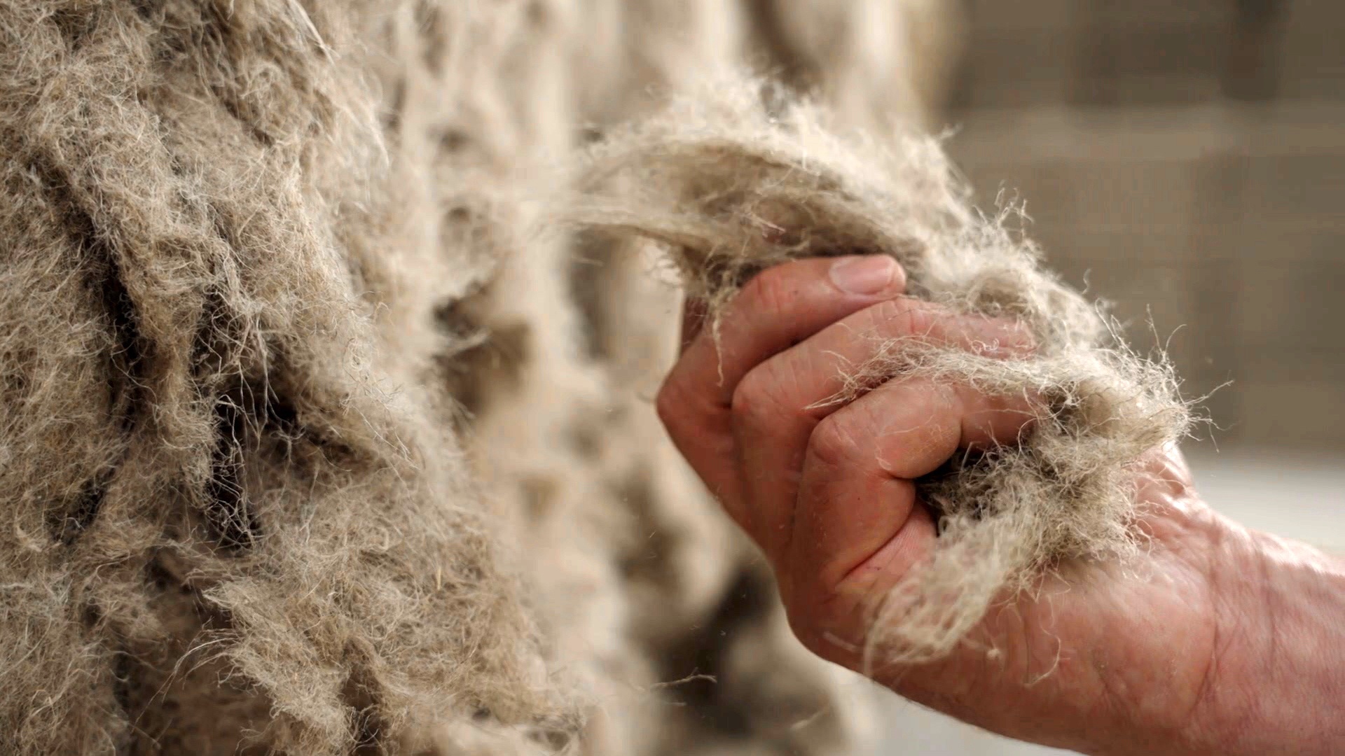 Le CHANVRE des possibles FIBRES
